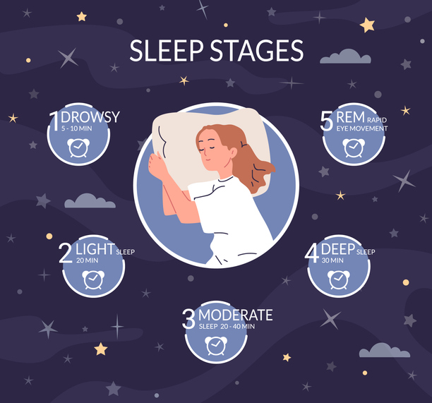 Sleep stages. Sleeping cycle routine science infographic, stage healthy natural properly rest rem phase night deep dream concept sleeped woman cartoon character vector illustration of cycle sleep